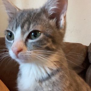 Meet your Posher, Bailey